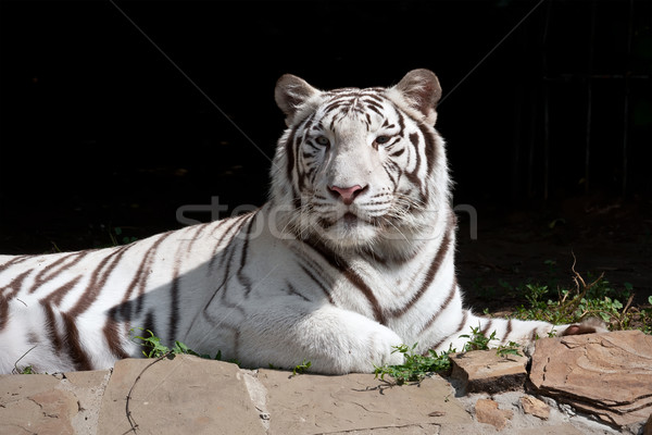 Fehér tigris gyönyörű közelkép portré fenséges Stock fotó © sailorr