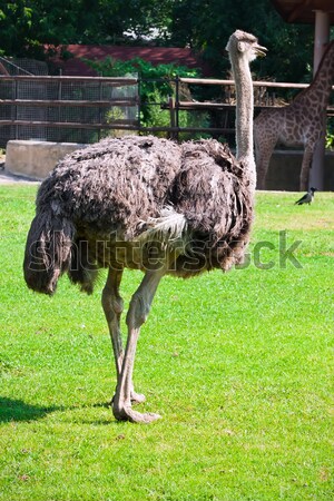 Devekuşu güzel fotoğraf büyük Afrika hayvanat bahçesi Stok fotoğraf © sailorr