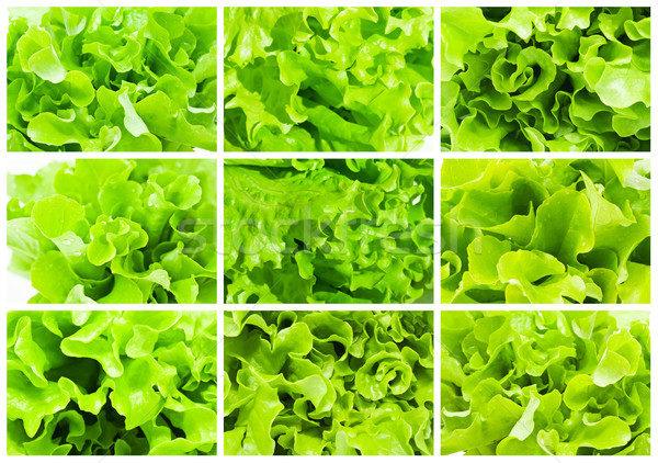 Lettuce Stock photo © sailorr