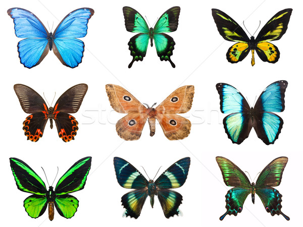 Stock foto: Tropischen · Schmetterlinge · Sammlung · schönen · isoliert · weiß