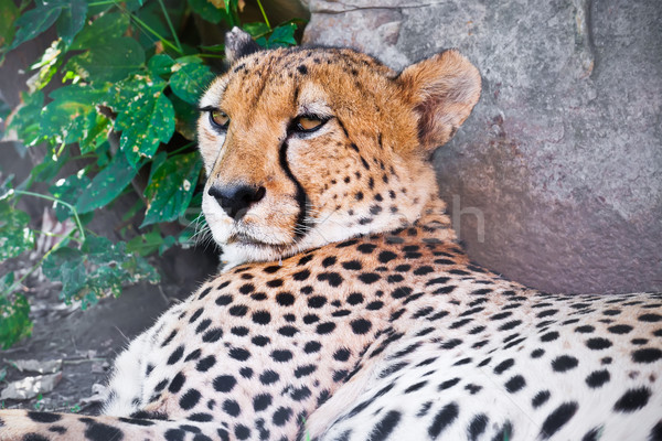 Cheetah mooie portret jonge bevallig Stockfoto © sailorr
