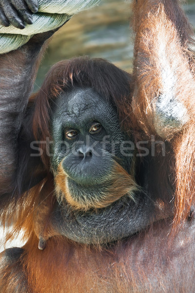 Orangutan Stock photo © sailorr