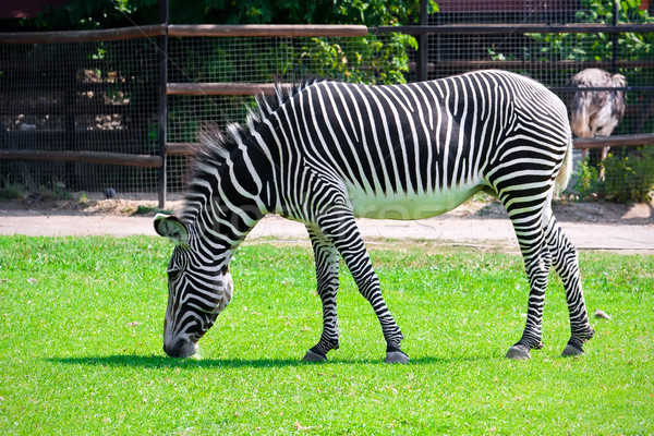 Zebra mooie foto jonge mannelijke Stockfoto © sailorr