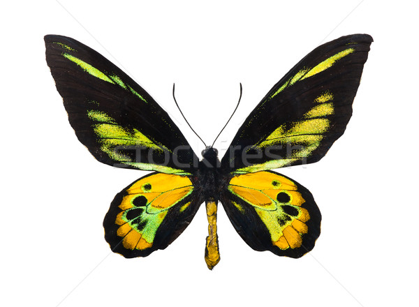 Butterfly Rothschild's Birdwing Stock photo © sailorr
