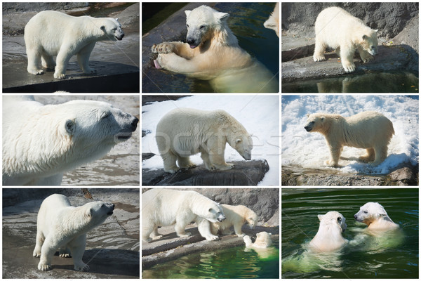 Sarki medvék gyönyörű fotók aranyos fehér Stock fotó © sailorr
