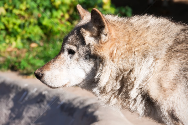 Farkas szép közelkép portré szürke kutya Stock fotó © sailorr