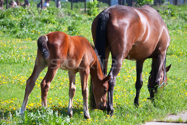 馬 美しい 写真 子馬 夏 自然 ストックフォト © sailorr