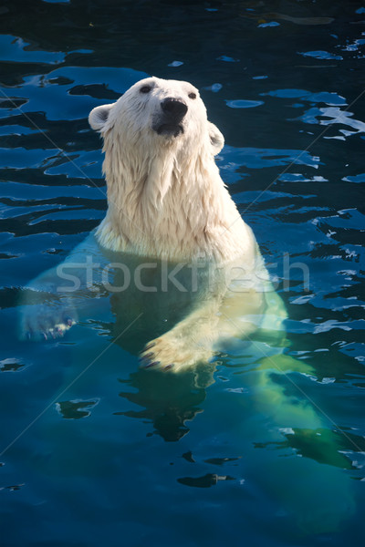 Foto stock: Urso · polar · bom · foto · bonitinho · branco · natureza