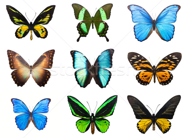 Stock photo: Tropical butterflies