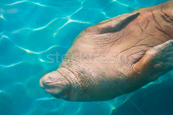 Walrus vet zwaar zee zoogdier dierentuin Stockfoto © sailorr
