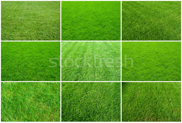 Green grass Stock photo © sailorr