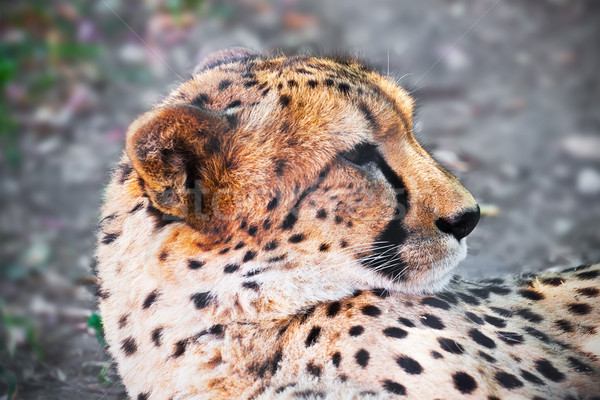 Stock photo: Cheetah