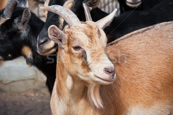 Goat Stock photo © sailorr
