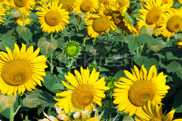 Girasoles hermosa campo cielo azul flor Foto stock © sailorr