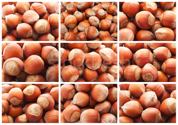 Hazelnuts or filbert nuts Stock photo © sailorr