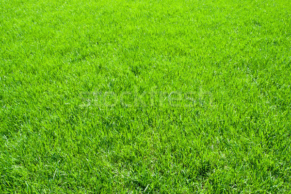 Stock photo: Green grass