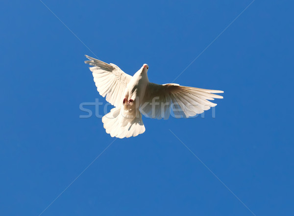 Stock photo: White pigeon