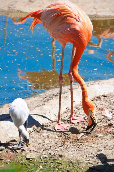 Stock fotó: Flamingó · gyönyörű · amerikai · víz · állatkert · tó
