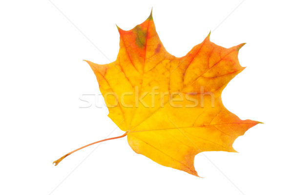 Maple leaf belo isolado branco natureza laranja Foto stock © sailorr