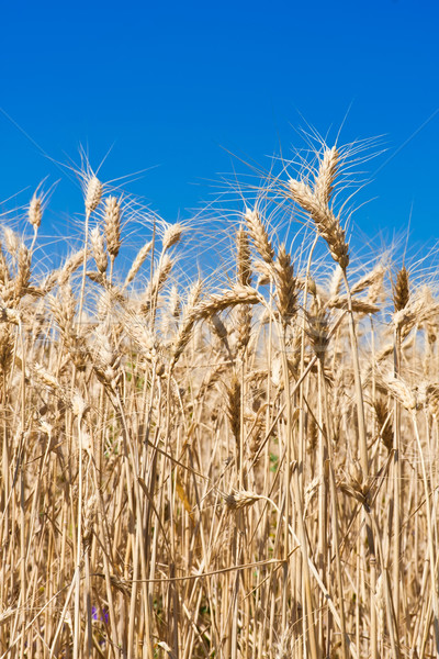 麦畑 美しい 青空 太陽 自然 ストックフォト © sailorr