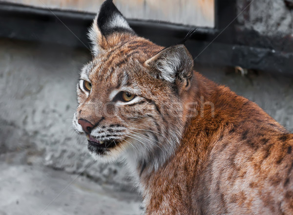Lynx Stock photo © sailorr