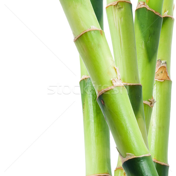 Bambus verde izolat alb natură tropical Imagine de stoc © sailorr
