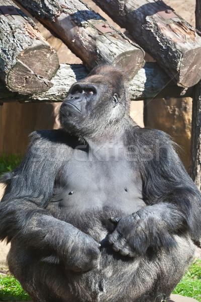 горилла Nice фото черный африканских зоопарке Сток-фото © sailorr