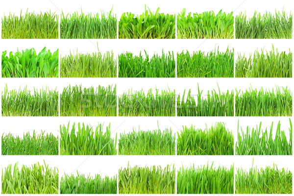 Zdjęcia stock: Zielona · trawa · świeże · odizolowany · biały · tekstury · wiosną