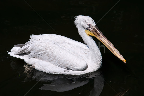 Pelican Stock photo © sailorr