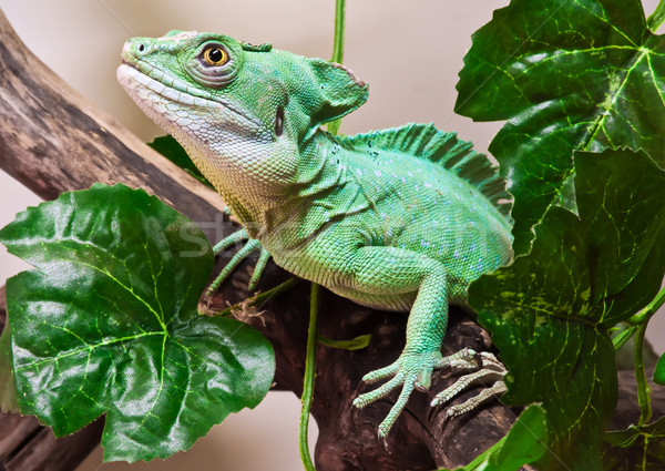 Stock photo: Plumed basilisk