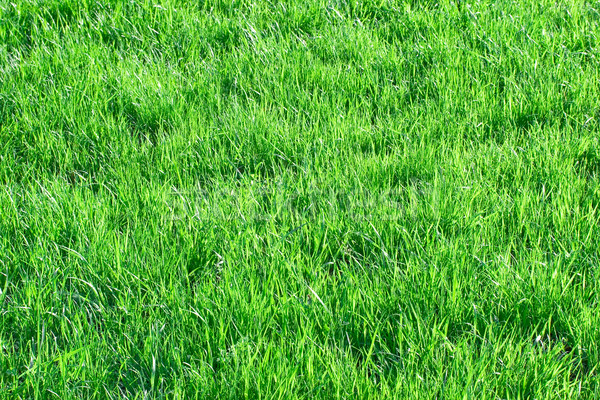 Grass Stock photo © sailorr