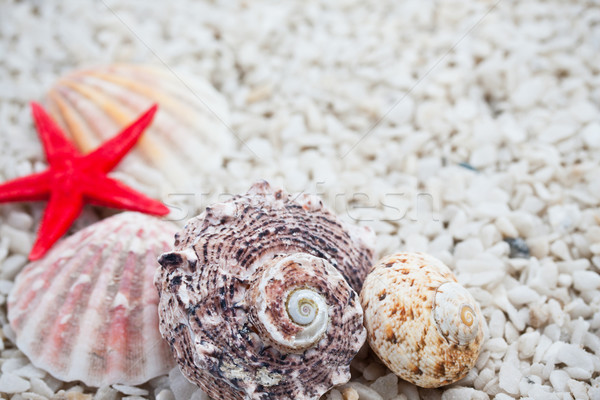 Foto stock: Conchas · tropical · praia · mar · fundo · oceano