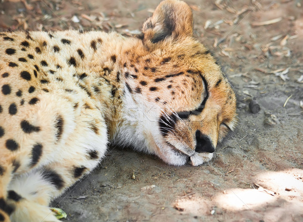 Leopardo belo retrato jovem gracioso Foto stock © sailorr