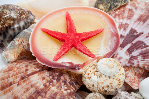 Seashells Stock photo © sailorr