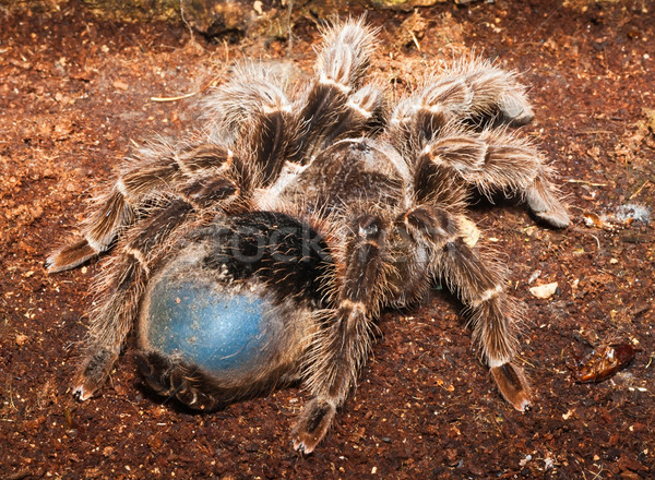 Spider красивой макроса фото огромный опасный Сток-фото © sailorr