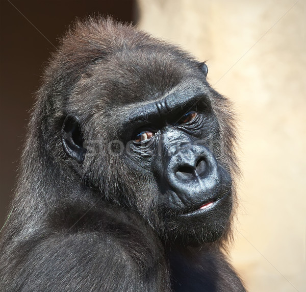 Goryl nice Fotografia czarny Afryki zoo Zdjęcia stock © sailorr