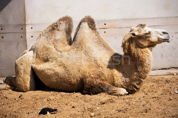 Camel Stock photo © sailorr