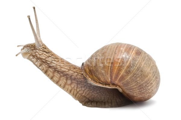 Snail Stock photo © sailorr