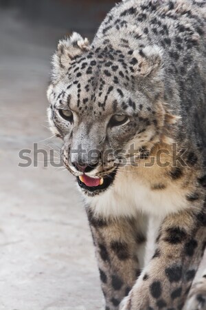 Stock foto: Schnee · Leoparden · schönen · Foto · selten