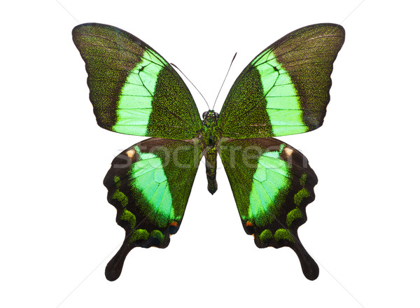 Butterfly Papilio Palinurus Stock photo © sailorr
