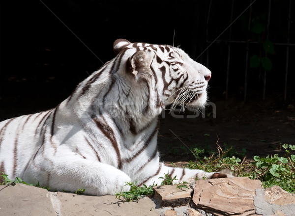 White Tiger Stock photo © sailorr
