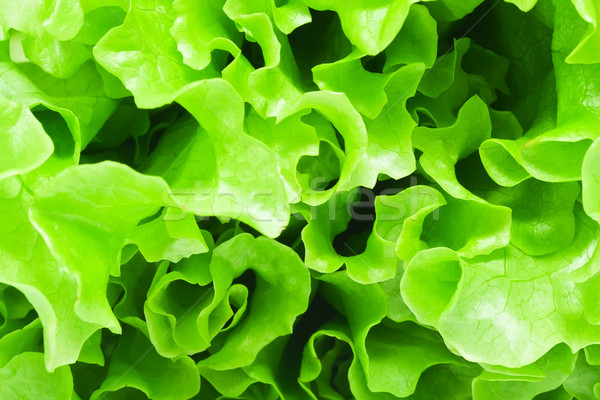 Lettuce Stock photo © sailorr