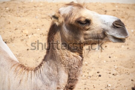 Foto stock: Camello · agradable · foto · grande · cara
