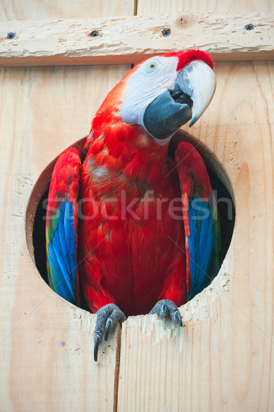 Ara parrot Stock photo © sailorr