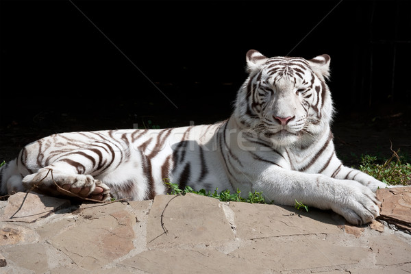 White Tiger Stock photo © sailorr