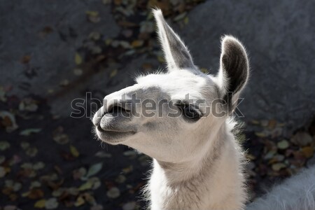Llama Stock photo © sailorr