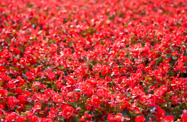 Piros virágok virágágy park virágok narancs piros Stock fotó © sailorr