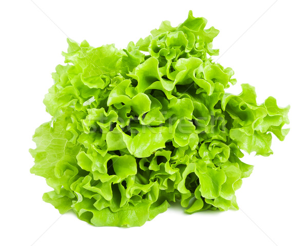 Lettuce Stock photo © sailorr