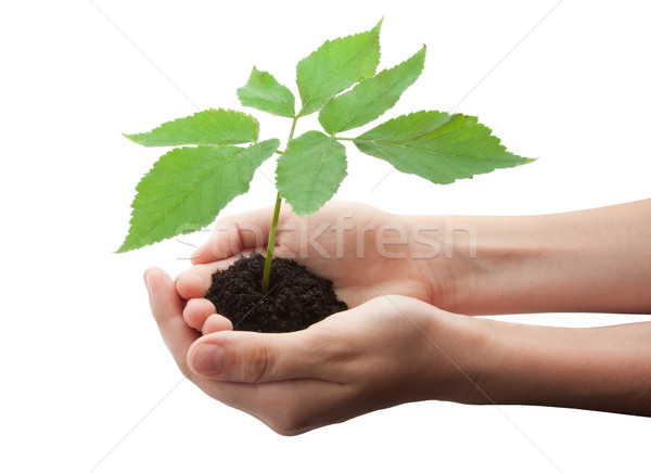 [[stock_photo]]: Arbre · mains · faible · jeunes · isolé