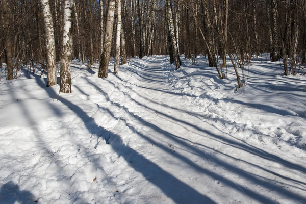 зима лес Nice фото покрытый белый Сток-фото © sailorr